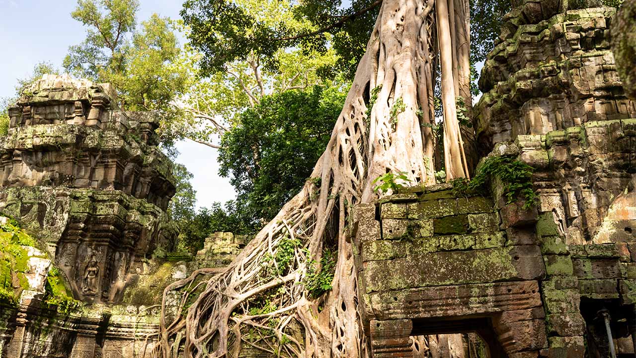 Ta Prohm Temple Siem Reap Cambodia